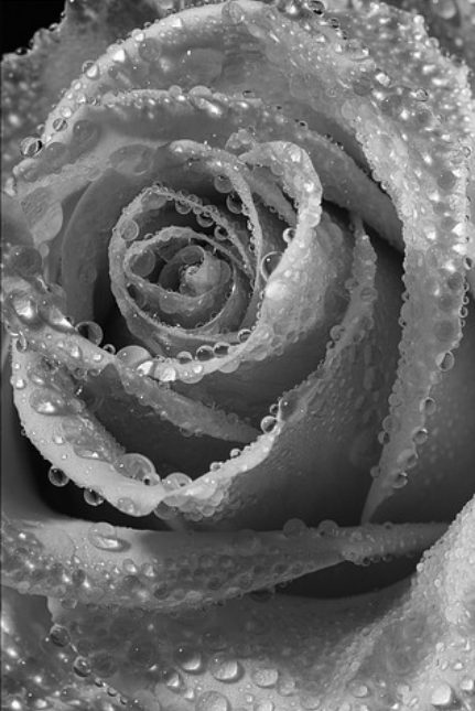 Grey rose