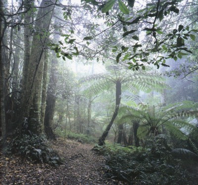 Mountain Rainforest